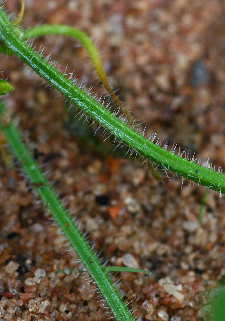 Chayotillo (Bejucos y plantas trepadoras de Puerto Rico e Islas Vírgenes) · iNaturalist Chayotillo (Bejucos y plantas trepadoras de Puerto Rico e Islas Vírgenes) · iNaturalist