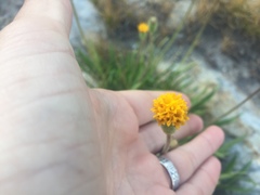 Raillardella scaposa