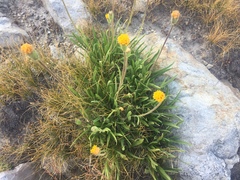 Raillardella scaposa