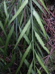 Asplenium flaccidum flaccidum
