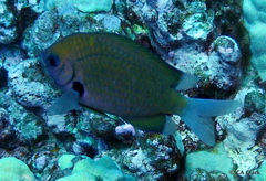 Pycnochromis pacifica