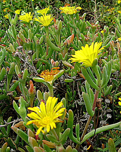 Hymenocyclus thunbergii (Haw.) L.Bolus 2