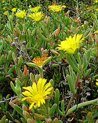 Malephora thunbergii