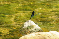Matrona basilaris