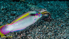 Halichoeres scapularis