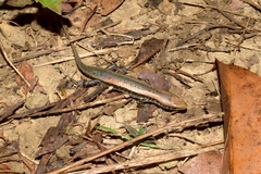 Eutropis macularia