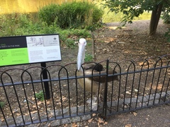 Pelecanus onocrotalus