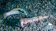 Halichoeres scapularis