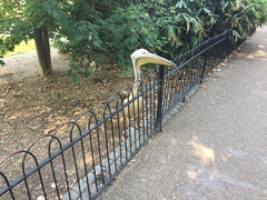 Pelecanus onocrotalus