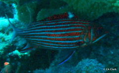 Sargocentron xantherythrum