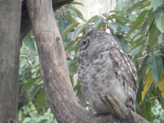 Bubo