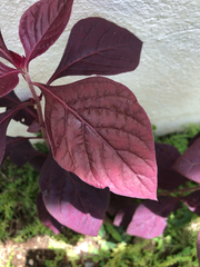 Iresine diffusa herbstii