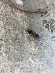 Ronisia brutia minoensis