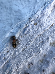 Ronisia brutia minoensis