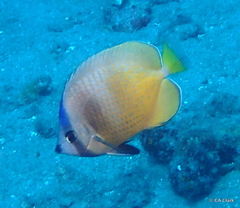 Chaetodon kleinii