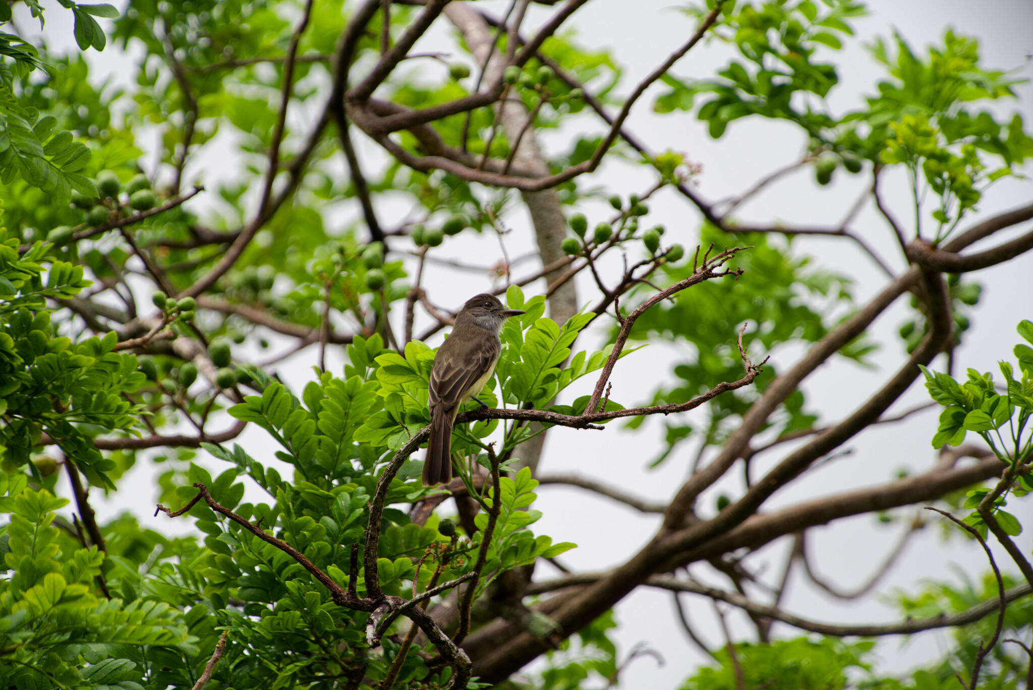 Short-crested Flycatcher (Myiarchus ferox)