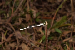 Agriocnemis lacteola