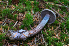 Cortinarius cyanites