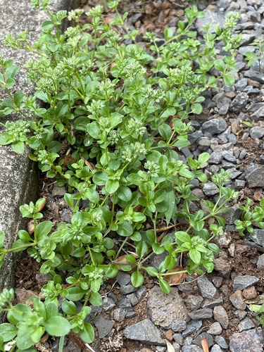 Polycarpon tetraphyllum observed 2025-04-27