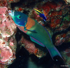 Labroides phthirophagus