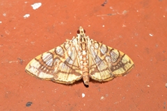 Glyphodes caesalis