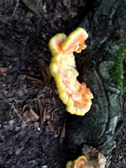 Laetiporus sulphureus