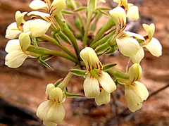 Pelargonium luteolum