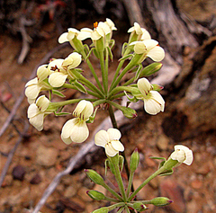 Pelargonium luteolum