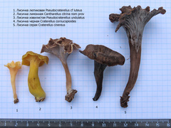 Craterellus luteus