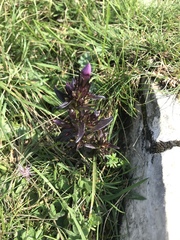 Gentianella insubrica