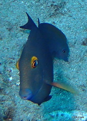 Ctenochaetus strigosus