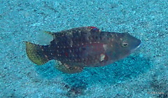 Oxycheilinus bimaculatus