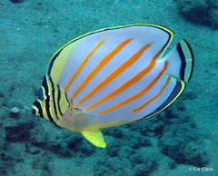 Ornate Butterflyfish