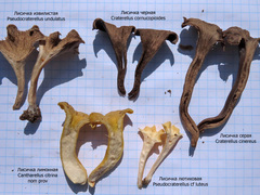 Craterellus cinereus