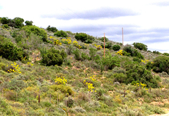 Tylecodon cacalioides