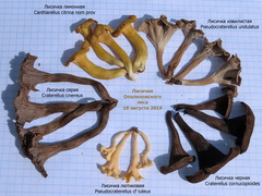 Craterellus cinereus