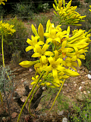 Tylecodon cacalioides