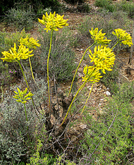 Tylecodon cacalioides