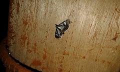 Glyphodes bivitralis