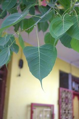 Ficus religiosa