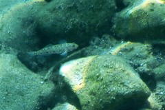 Gobius geniporus