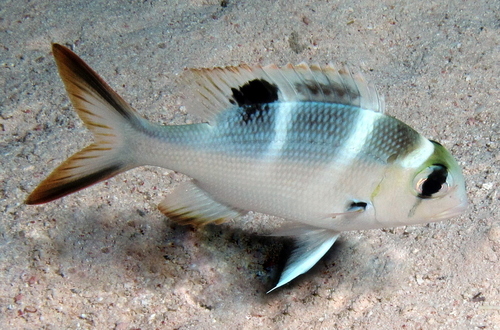 Humpnose Bigeye Bream