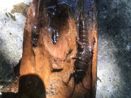 Ebony Salmonfly photo 3