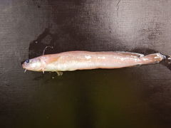 Enchelyopus cimbrius