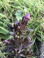 Gentianella insubrica