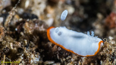 Goniobranchus albonares