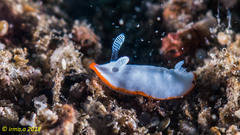 Goniobranchus albonares