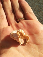 Amphibalanus amphitrite