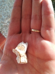 Amphibalanus amphitrite