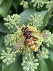 Milesia crabroniformis